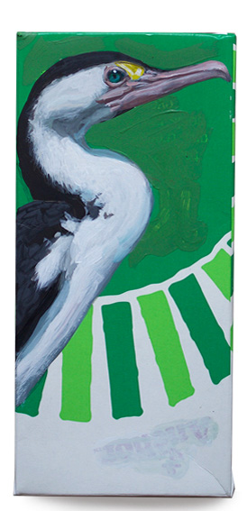 pied shag