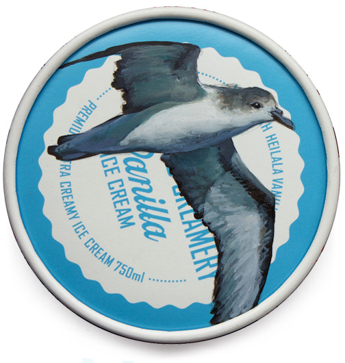Pycroft's petrel