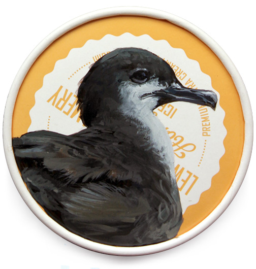 Little shearwater