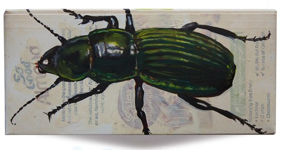 Metallic Green Ground Beetle