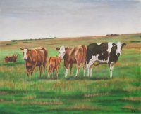 Cattle near Pitlochry