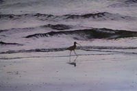 Curlew feeding on the shoreline. Curlew feeding on the beach