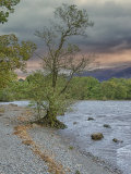 WS14 Derwentwater Tree