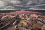 WS25 Peak Heather