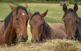 WS38 Horses