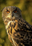 WS43 Eagle owl
