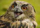 WS8 Eagle Owl