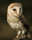 WS9 Barn Owl