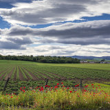 001 Poppies in Bankfoot
