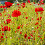 Poppies in Bankfoot