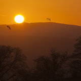 004.Dragons in the Vale of Clwyd