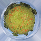 Planet Poppies