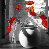 Poppies