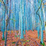 015.Blue Trees