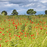 026.Poppies at Penyffordd