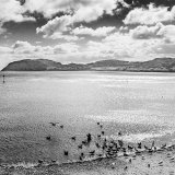 035.Feeding frenzy