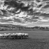 036.Flock of Sheep