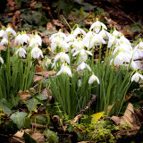 1.Snowdrops