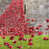 Weeping Window 4