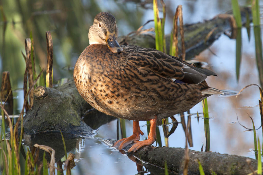 Anas platyrhynchos
