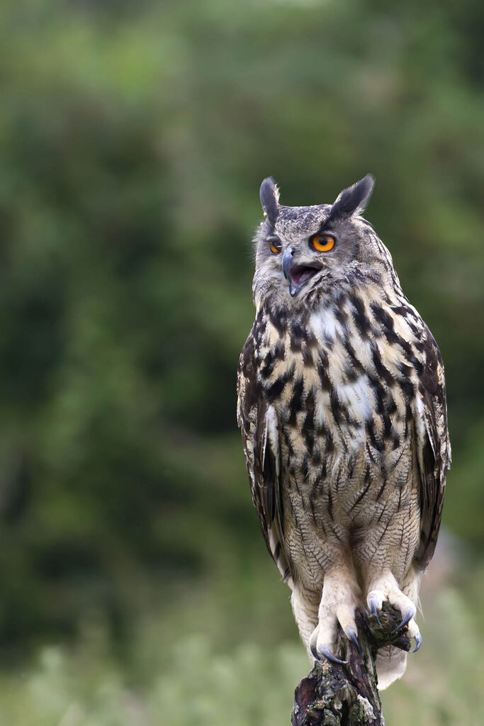 Bubo bubo