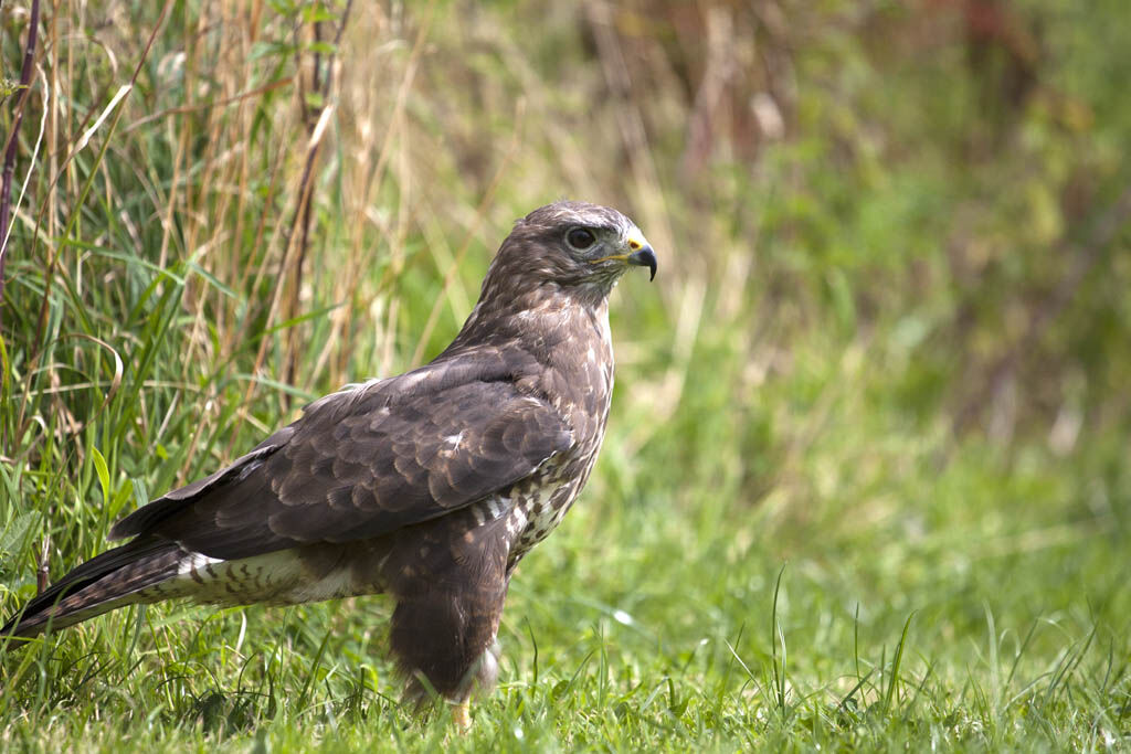 Buteo buteo