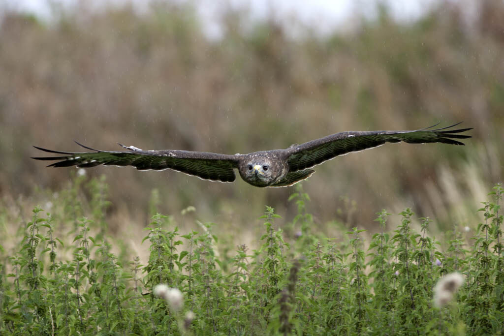 Buteo buteo