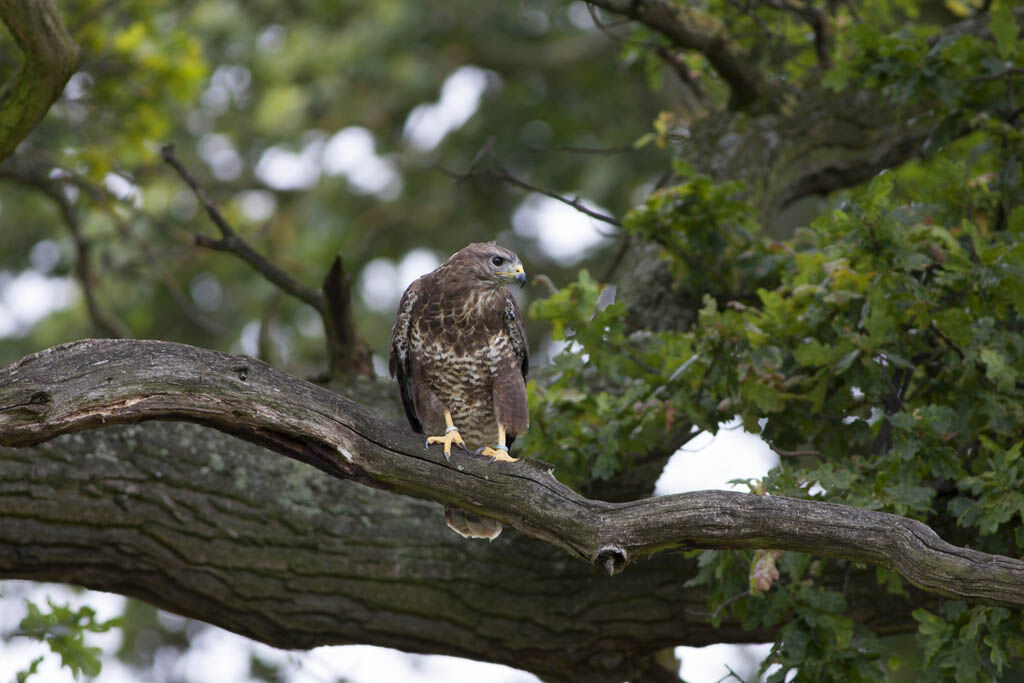 Buteo buteo