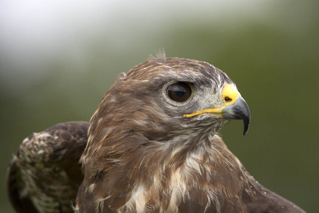 Buteo buteo