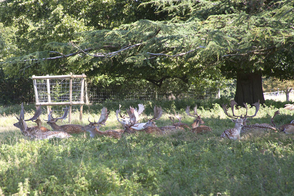 Deer Park