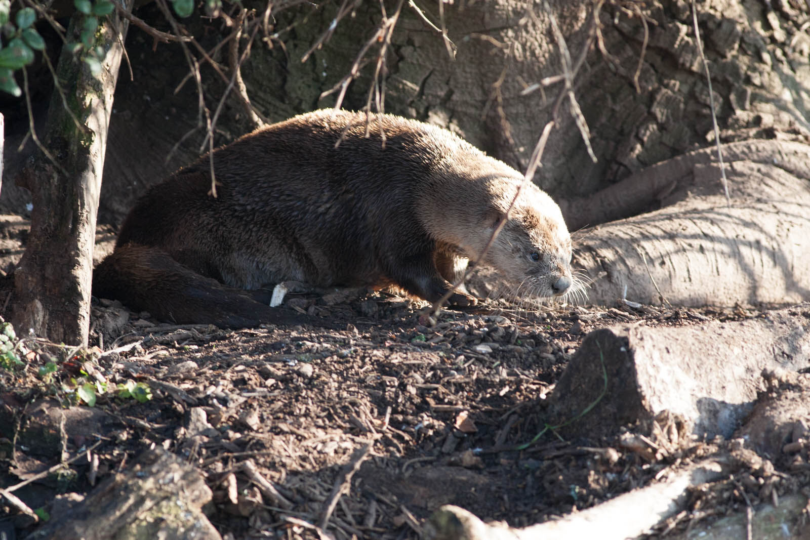 Aonyx cinereus