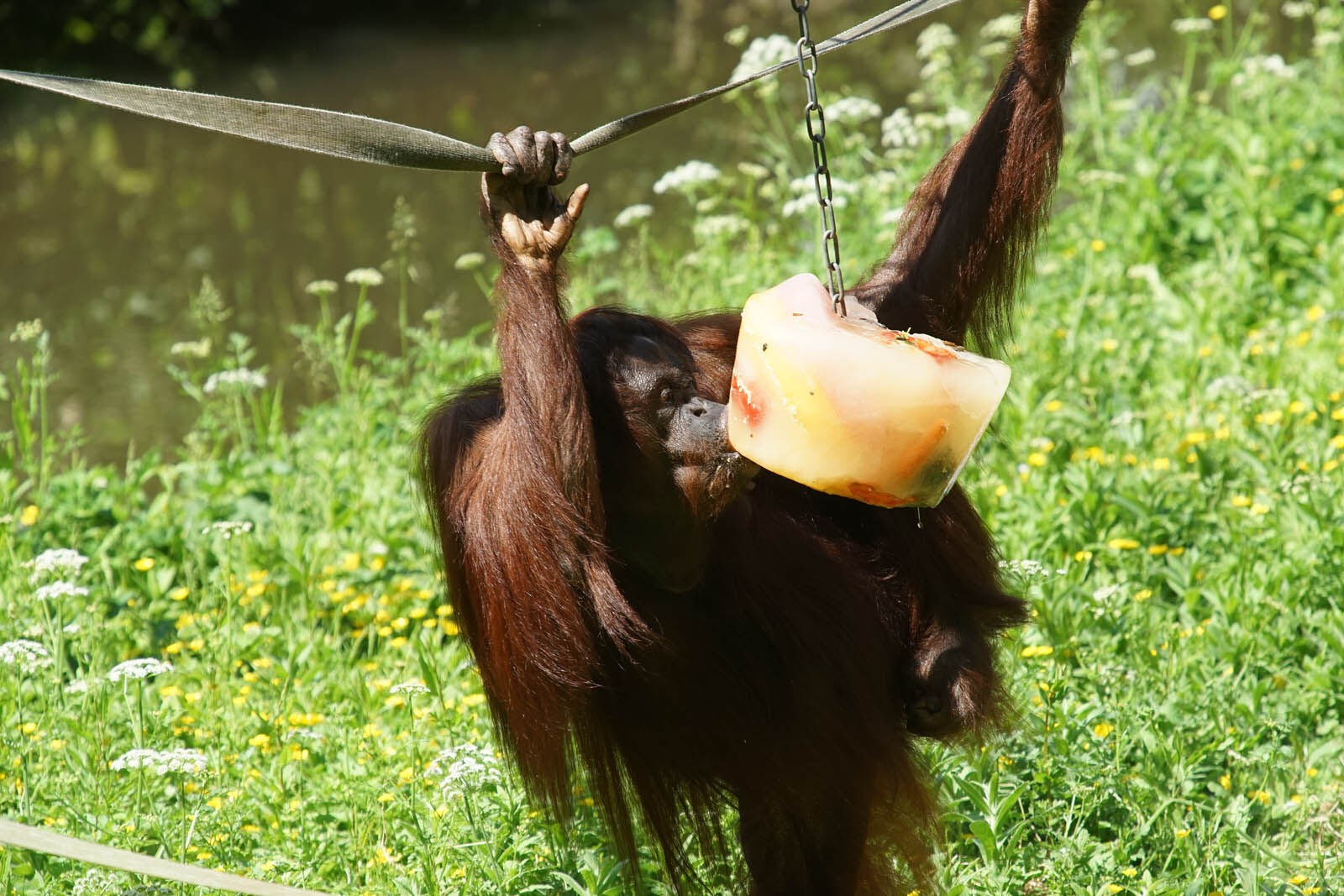 Pongo pygmaeus
