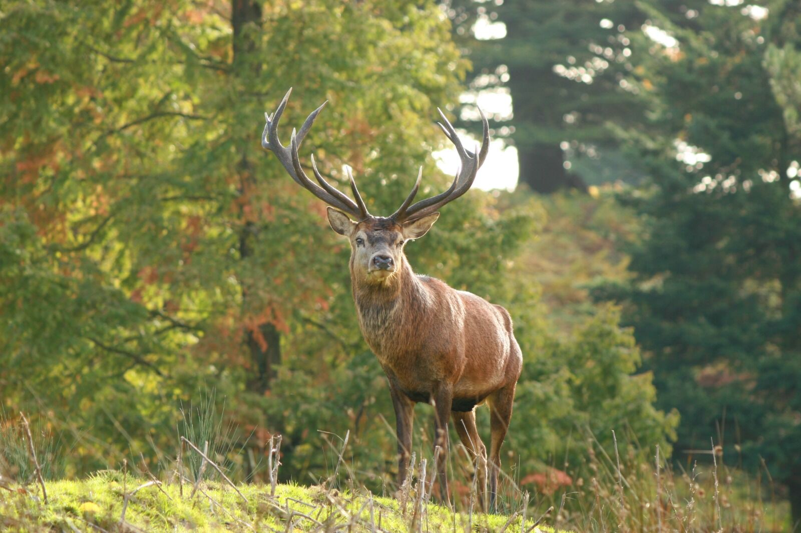 "Majestic"