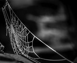30th Nov THE FOG 2019-6668