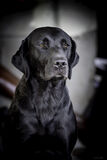 Lilley Shoot 13th Dec 2021-0574