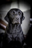 Lilley Shoot 13th Dec 2021-0575