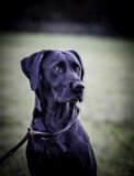Lilley Shoot 13th Dec 2021-0688