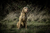 Lilley Shoot 13th Dec 2021-0946