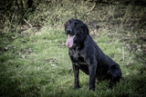 Lilley Shoot 13th Dec 2021-0977