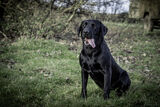 Lilley Shoot 13th Dec 2021-0984
