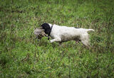 Medbury Farm Shoot 30th Dec 2022-0714