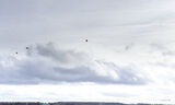 Medbury Farm Shoot 30th Dec 2022-0920
