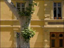 Aix amber