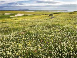 MACHAIR AT BARVAS