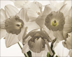 Daffodils