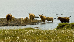 Highland cows at Bragar