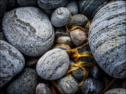 Lewisian Gneiss No.42