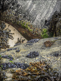 Lewisian Gneiss No.71