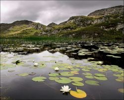 Lilies on a lochan
