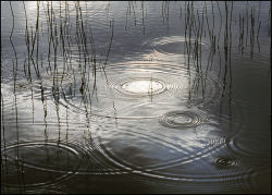 Raindrops at Dalbeg